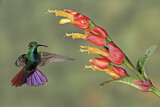 Image. Grünbrust-Mangokolibri
