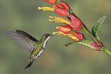 Image. Grünbrust-Mangokolibri