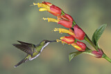 Image. Grünbrust-Mangokolibri