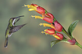 Image. Grünbrust-Mangokolibri