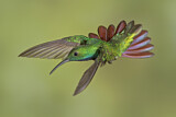 Image. Grünbrust-Mangokolibri