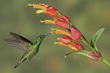 Image. Grünbrust-Mangokolibri