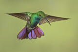 Image. Grünbrust-Mangokolibri