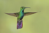 Image. Grünbrust-Mangokolibri