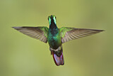 Image. Grünbrust-Mangokolibri