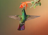 Image. Grünbrust-Mangokolibri