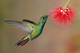 Image. Grünbrust-Mangokolibri
