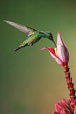 Image. Grünbrust-Mangokolibri