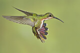 Image. Grünbrust-Mangokolibri