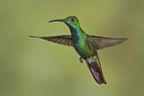 Image. Grünbrust-Mangokolibri