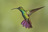 Image. Grünbrust-Mangokolibri