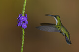 Image. Grünbrust-Mangokolibri