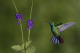 Image. Grünbrust-Mangokolibri