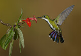 Image. Grünbrust-Mangokolibri