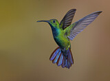 Image. Grünbrust-Mangokolibri