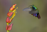 Image. Grünbrust-Mangokolibri
