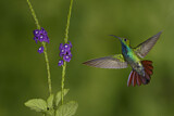 Image. Grünbrust-Mangokolibri