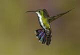 Image. Grünbrust-Mangokolibri