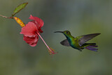 Image. Grünbrust-Mangokolibri