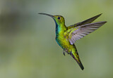 Image. Grünbrust-Mangokolibri