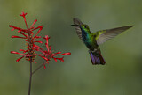 Image. Grünbrust-Mangokolibri