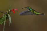 Image. Grünbrust-Mangokolibri