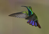 Image. Grünbrust-Mangokolibri