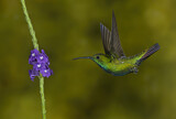 Image. Grünbrust-Mangokolibri
