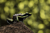 Image. Grüner Riesengiftfrosch