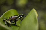 Image. Grüner Riesengiftfrosch