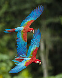 Image. Grünflügelara