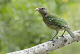 Image. Grünlaubenvogel