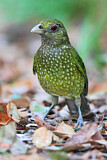 Image. Grünlaubenvogel