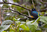 Image. Grünmanteltrogon