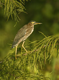 Image. Grünreiher