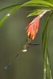 Image. Grünscheitel-Flaggensylphe