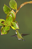 Image. Grünscheitel-Flaggensylphe