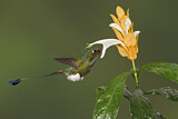 Image. Grünscheitel-Flaggensylphe