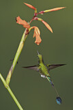 Image. Grünscheitel-Flaggensylphe