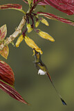 Image. Grünscheitel-Flaggensylphe
