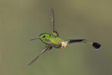 Image. Grünscheitel-Flaggensylphe