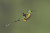Image. Grünscheitel-Flaggensylphe