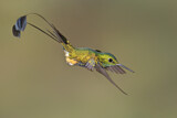 Image. Grünscheitel-Flaggensylphe