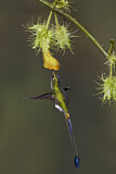 Image. Grünscheitel-Flaggensylphe