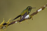 Image. Grünscheitel-Flaggensylphe