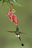Image. Grünscheitel-Flaggensylphe