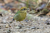 Image. Grünscheitelpitta