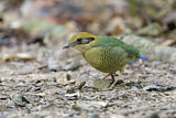 Image. Grünscheitelpitta