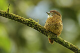 Image. Grünschnabel-Faulvogel
