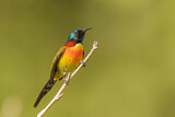 Image. Grünschwanz-Nektarvogel